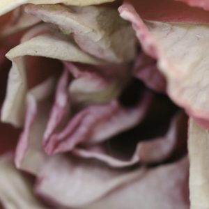 Trampled Roses