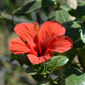 Five Fingers, One Hand